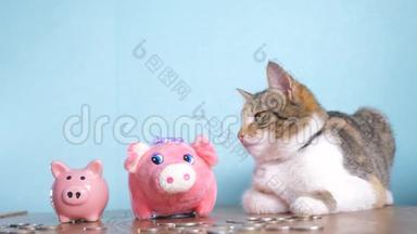 猪银行和猫团队合作<strong>搞笑视频</strong>钱概念金融业务会计。 钱猫宠物堆不断增长的钱